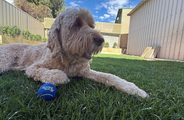Good Boy offers the perfect blend of nostalgic charm and modern luxury
