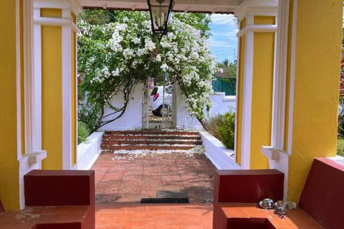 Turmeric Luxury, Aldona